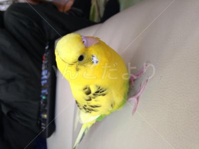 迷い鳥の写真