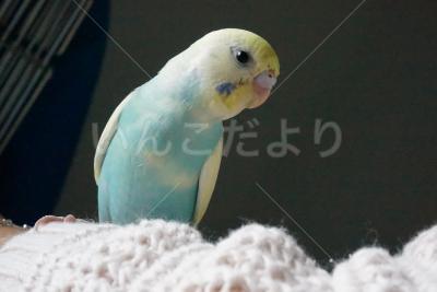 迷い鳥の写真