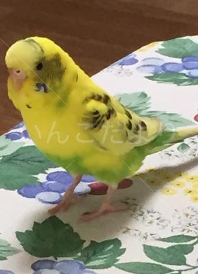 迷い鳥の写真