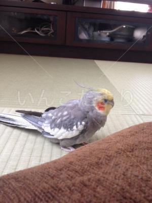 迷い鳥の写真