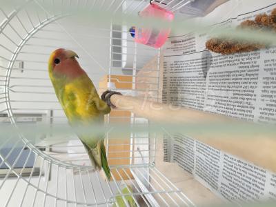保護鳥の写真