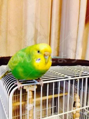 保護鳥の写真