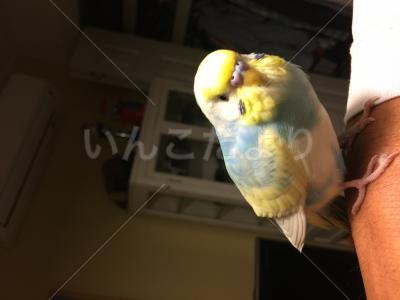 保護鳥の写真