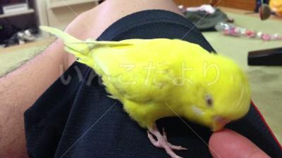迷い鳥の写真
