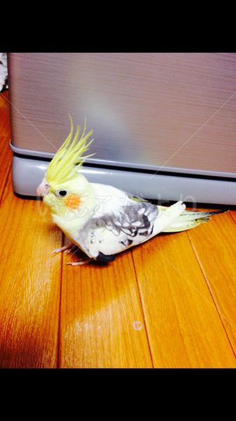 迷い鳥の写真
