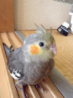 迷い鳥の写真