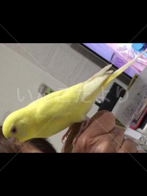 迷い鳥の写真
