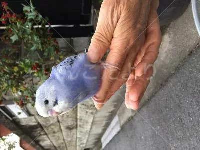 保護鳥の写真