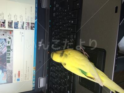 迷い鳥の写真