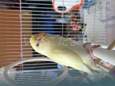 保護鳥の写真