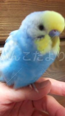 迷い鳥の写真