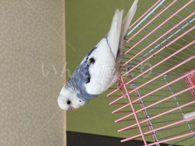 保護鳥の写真