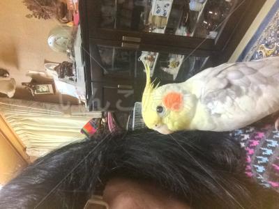 迷い鳥の写真