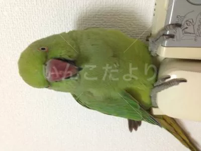 保護鳥の写真