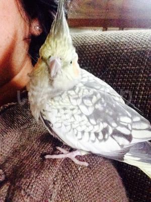 保護鳥の写真