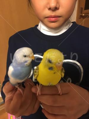 迷い鳥の写真