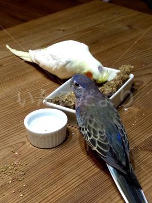 迷い鳥の写真