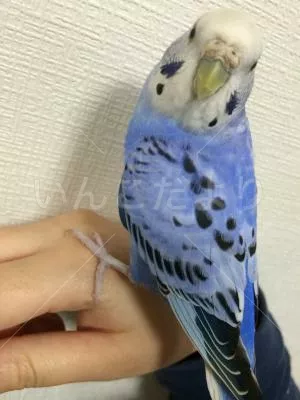 保護鳥の写真