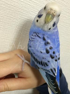 保護鳥の写真