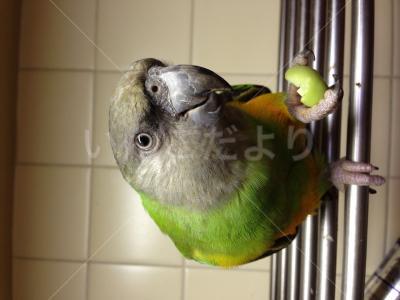 迷い鳥の写真