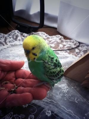 保護鳥の写真
