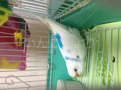 迷い鳥の写真