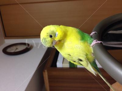保護鳥の写真