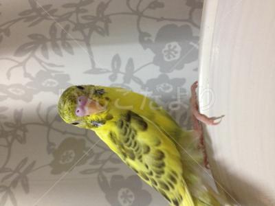 迷い鳥の写真