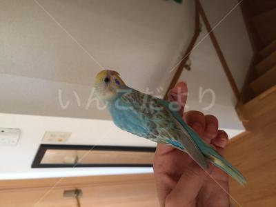 保護鳥の写真