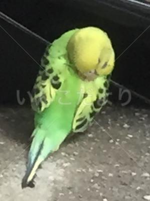 迷い鳥の写真