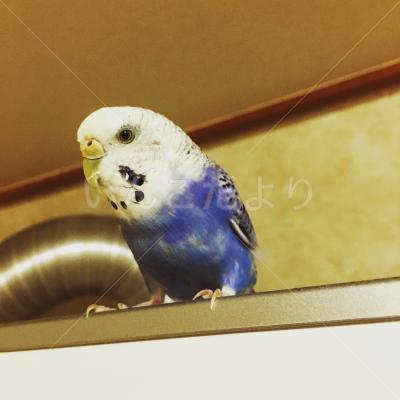 迷い鳥の写真