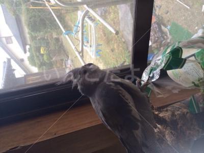 迷い鳥の写真