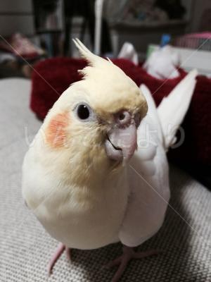 迷い鳥の写真