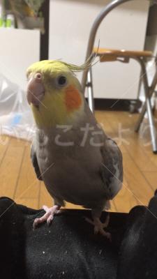 迷い鳥の写真