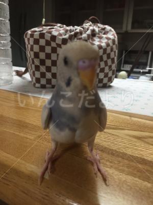 迷い鳥の写真