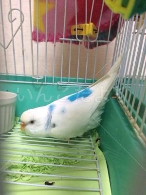 迷い鳥の写真