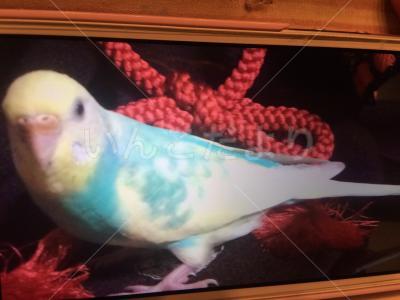 迷い鳥の写真