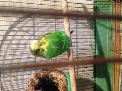 保護鳥の写真