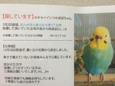 迷い鳥の写真