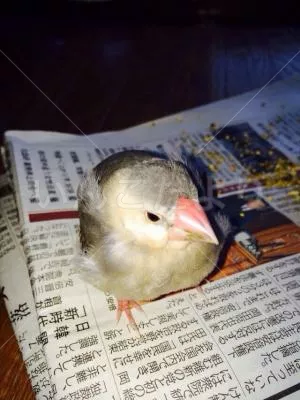 保護鳥の写真