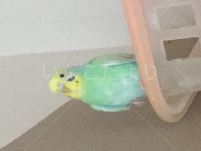迷い鳥の写真