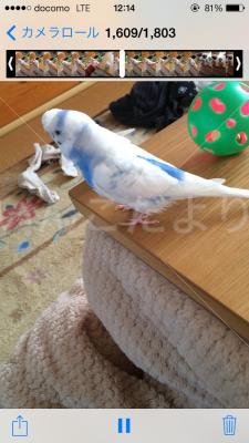 迷い鳥の写真