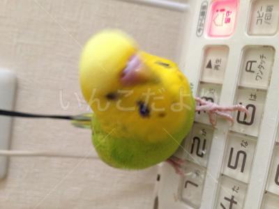 迷い鳥の写真
