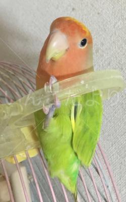 迷い鳥の写真