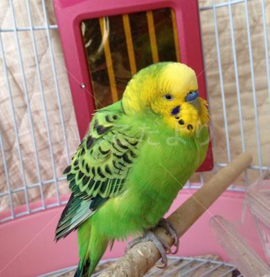 保護鳥の写真
