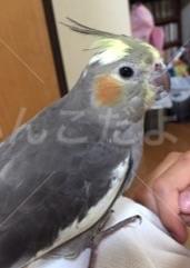 迷い鳥の写真