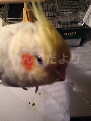 迷い鳥の写真