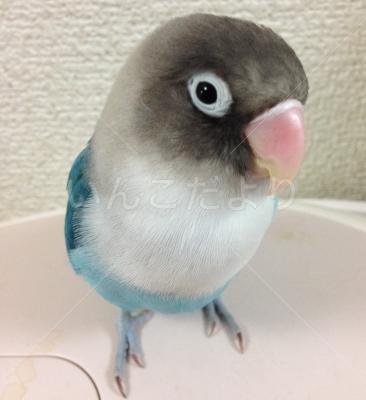 迷い鳥の写真