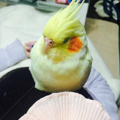 迷い鳥の写真
