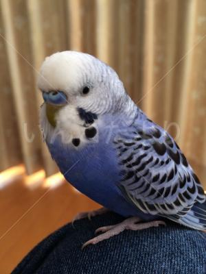 迷い鳥の写真